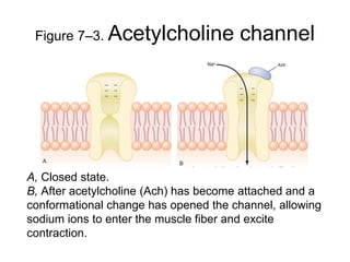 Lecture 6- contraction | PPTX