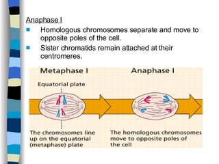 Lecture 6 Cell Division [Meiosis] | PPT
