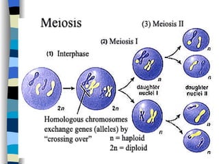 Lecture 6 Cell Division Meiosis