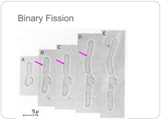 Binary Fission
 