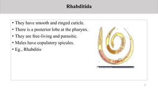 Lecture 6 rotifer and nematoda | PDF