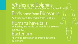Whales and Dolphins
Their ancestors had back legs once, they could walk
Humans have tails
While they are inside the womb! It dissolves
eventually.
Birds came from Dinosaurs
And they both descended from Reptiles
Bacterium
All livings beings can be traced back to a
bacterium
 