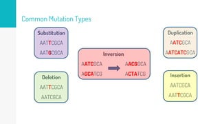 Common Mutation Types
Substitution
AATTCGCA
AATGCGCA
Deletion
AATTCGCA
AATCGCA
Insertion
AATCGCA
AATTCGCA
Duplication
AATCGCA
AATCATCGCA
Inversion
AATCGCA AACGGCA
AGCATCG ACTATCG
 