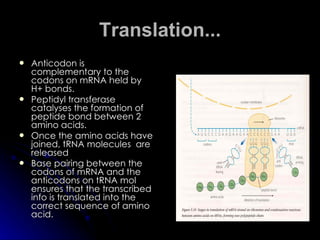 Translation... <ul><li>Anticodon is complementary to the codons on mRNA held by H+ bonds. </li></ul><ul><li>Peptidyl trans...