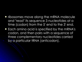 <ul><li>ribosomes move along the mRNA molecule and &quot;read&quot; its sequence 3 nucleotides at a time (codon) from the ...