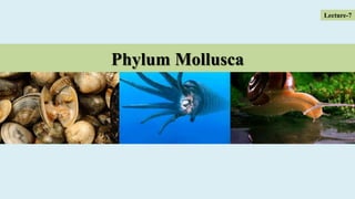 Phylum Mollusca
Lecture-7
 