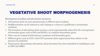 VEGETATIVE SHOOT MORPHOGENESIS
Presentation title 10
Development of axillary and adventitious meristems
1. Adventitious buds can arise spontaneously in different parts of plants.
2. Dedifferentiation can be induced in cells, leading to a return to a proliferative, meristematic
condition.
3. The formation of adventitious buds on leaves can be experimentally induced by the overexpression
of homeobox genes, such as KN1 and KNAT1, or cytokinin biosynthetic genes.
4. There may be reciprocal links between cytokinins and homeobox genes.
5. Different genes, such as CUC1 and CUC2, promote shoot regeneration from calluses in the
presence of cytokinins.
6. Various genes that promote adventitious shoot formation have been identified in Arabidopsis, such
as CKI1 and ARR2.
 