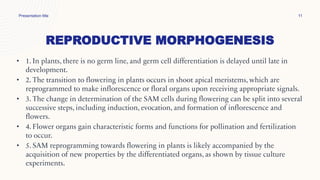 REPRODUCTIVE MORPHOGENESIS
Presentation title 11
• 1. In plants, there is no germ line, and germ cell differentiation is delayed until late in
development.
• 2. The transition to flowering in plants occurs in shoot apical meristems, which are
reprogrammed to make inflorescence or floral organs upon receiving appropriate signals.
• 3. The change in determination of the SAM cells during flowering can be split into several
successive steps, including induction, evocation, and formation of inflorescence and
flowers.
• 4. Flower organs gain characteristic forms and functions for pollination and fertilization
to occur.
• 5. SAM reprogramming towards flowering in plants is likely accompanied by the
acquisition of new properties by the differentiated organs, as shown by tissue culture
experiments.
 