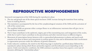 REPRODUCTIVE MORPHOGENESIS
Presentation title 12
Structural rearrangements of the SAM during the reproductive phase
1. The size and growth rate of the shoot apical meristem (SAM) increase during the transition from making
leaves to making flowers.
2. This transition is accompanied by the loss of the cytophysiological zonation of the SAM and the activation of
cells of the central zone.
3. The modified SAM can generate either a unique flower or an inflorescence meristem that will give rise to
several flower meristems.
4. The L1 layer contributes to the epidermis, stigma, part of the transmitting tract, and integument of the ovules,
while the L2 and L3 layers contribute to the parenchyma and other internal tissues to different degrees.
5. Movement of transcription factors between cells is a generalized phenomenon in planta, and much work
remains to be done to detect such movements in systems grown in vitro and to demonstrate their involvement
in regeneration processes under the influence of growth substances.
6. Under inductive conditions, the switch to the flowering stage is marked by a prefloral phase followed by a
reproductive phase during which flower primordia organize and diversification occurs depending on the
species. Under non-inductive conditions, the SAM continues to produce leaves but acquires a new type of
structure, defining the "intermediate phase."
 