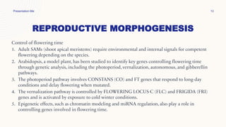 REPRODUCTIVE MORPHOGENESIS
Presentation title 13
Control of flowering time
1. Adult SAMs (shoot apical meristems) require environmental and internal signals for competent
flowering depending on the species.
2. Arabidopsis, a model plant, has been studied to identify key genes controlling flowering time
through genetic analysis, including the photoperiod, vernalization, autonomous, and gibberellin
pathways.
3. The photoperiod pathway involves CONSTANS (CO) and FT genes that respond to long-day
conditions and delay flowering when mutated.
4. The vernalization pathway is controlled by FLOWERING LOCUS C (FLC) and FRIGIDA (FRI)
genes and is activated by exposure to cold winter conditions.
5. Epigenetic effects, such as chromatin modeling and miRNA regulation, also play a role in
controlling genes involved in flowering time.
 