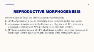 REPRODUCTIVE MORPHOGENESIS
Presentation title 14
Determination of floral and inflorescence meristem identity
1. LFY/FLO genes play a role in promoting floral transition and in later stages.
2. Inflorescence identity is controlled by two sets of genes, with TFL promoting
inflorescence identity and AP1 specifying floral meristem identity.
3. AP1 functions downstream of LFY, which is required for the proper expression of
floral organ identity genes during the late stage of the reproductive phase.
 
