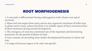 ROOT MORPHOGENESIS
Presentation title 20
1. A root pole is differentiated during embryogenesis with a future root apical
meristem.
2. Shoot and root organs from many species may regenerate meristems of either type
in planta and in tissue culture, but there is no reliable report of direct interconversion
of these meristems during normal development.
3. The emergence of roots has constituted one of the important and determining
parameters for the growth of plants on land.
4. Gene cassettes are providing some similar developmental functions in shoot and
root.
5. A range of processes appear to be only root-specific.
 