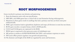 ROOT MORPHOGENESIS
Presentation title 22
Genes involved in primary root identity and patterning
1. Root development starts with root specification.
2. HBT, BDL, and AXR6 genes have a critical role in root formation during embryogenesis.
3. Mutations in these genes result in seedlings that lack a primary root but can form roots post-
embryonically.
4. RML1 gene mutation leads to glutathione depletion and stops cell division in roots but not shoots.
5. RCH1 gene encodes a receptor kinase, which is RAM specific.
6. CLE19 and CLE40 genes are expressed in the RAM.
7. WOX5 gene is expressed in the quiescent center of Arabidopsis root.
8. MP protein is similar to AUXIN RESPONSE FACTOR 1 and mediates responses to auxin.
9. PIN auxin efflux protein regulates root growth and patterning.
10.The diameter and height of the RAM are regulated by auxin and hormones.
 