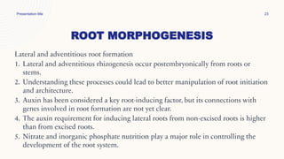 ROOT MORPHOGENESIS
Presentation title 23
Lateral and adventitious root formation
1. Lateral and adventitious rhizogenesis occur postembryonically from roots or
stems.
2. Understanding these processes could lead to better manipulation of root initiation
and architecture.
3. Auxin has been considered a key root-inducing factor, but its connections with
genes involved in root formation are not yet clear.
4. The auxin requirement for inducing lateral roots from non-excised roots is higher
than from excised roots.
5. Nitrate and inorganic phosphate nutrition play a major role in controlling the
development of the root system.
 
