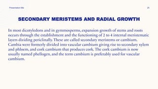 SECONDARY MERISTEMS AND RADIAL GROWTH
Presentation title 25
In most dicotyledons and in gymmosperms, expansion growth of stems and roots
occurs through the establishment and the functioning of 2 to 4 internal meristematic
layers dividing periclinally. These are called secondary meristems or cambium.
Cambia were formerly divided into vascular cambium giving rise to secondary xylem
and phloem, and cork cambium that produces cork. The cork cambium is now
usually named phellogen, and the term cambium is preferably used for vascular
cambium.
 