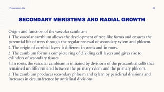 SECONDARY MERISTEMS AND RADIAL GROWTH
Presentation title 26
Origin and function of the vascular cambium
1. The vascular cambium allows the development of tree-like forms and ensures the
perennial life of trees through the regular renewal of secondary xylem and phloem.
2. The origin of cambial layers is different in stems and in roots.
3. The cambium forms a complete ring of dividing cell layers and gives rise to
cylinders of secondary tissues.
4. In roots, the vascular cambium is initiated by divisions of the procambial cells that
remained undifferentiated between the primary xylem and the primary phloem.
5. The cambium produces secondary phloem and xylem by periclinal divisions and
increases in circumference by anticlinal divisions.
 