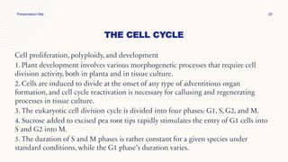 THE CELL CYCLE
Presentation title 29
Cell proliferation, polyploidy, and development
1. Plant development involves various morphogenetic processes that require cell
division activity, both in planta and in tissue culture.
2. Cells are induced to divide at the onset of any type of adventitious organ
formation, and cell cycle reactivation is necessary for callusing and regenerating
processes in tissue culture.
3. The eukaryotic cell division cycle is divided into four phases: G1, S, G2, and M.
4. Sucrose added to excised pea root tips rapidly stimulates the entry of G1 cells into
S and G2 into M.
5. The duration of S and M phases is rather constant for a given species under
standard conditions, while the G1 phase's duration varies.
 