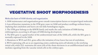 VEGETATIVE SHOOT MORPHOGENESIS
Presentation title 4
Molecular basis of SAM identity and organization
1. SAM maintenance and organization genes encode transcription factors or receptor/signal molecules.
2. Loss-of-function mutations in the STM gene cause no SAM and produce seedlings without leaves,
implying that cotyledons and leaves are not fully homologous organs.
3. The STM gene belongs to the KNOX family and marks the early initiation of SAM during
embryogenesis, occurring in all types of SAM during development.
4. The KN1 gene is a good marker of the undetermined state of the SAM cells, while the RS1 gene is
normally expressed in the SAM.
5. Mutations in WUS and ZLL genes affect the initiation of true leaves but not of cotyledons.
6. WUS-expressing cells act as an organizing center, conferring stem-cell identity to the overlying
initial cells, while ZLL maintains the stem cells of the shoot meristem in an undifferentiated state and
mediates signaling from the vascular initial cells to the embryo apex.
 