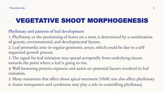 VEGETATIVE SHOOT MORPHOGENESIS
Presentation title 6
Phyllotaxy and patterns of leaf development
1. Phyllotaxy, or the positioning of leaves on a stem, is determined by a combination
of genetic, environmental, and developmental factors.
2. Leaf primordia arise in regular geometric arrays, which could be due to a self-
organized growth process.
3. The signal for leaf initiation may spread acropetally from underlying tissues
towards the point where a leaf is going to rise.
4. Wall-loosening protein expansin and auxin are potential factors involved in leaf
initiation.
5. Many mutations that affect shoot apical meristem (SAM) size also affect phyllotaxy.
6. Auxin transporters and cytokinins may play a role in controlling phyllotaxy.
 