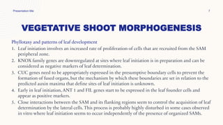 VEGETATIVE SHOOT MORPHOGENESIS
Presentation title 7
Phyllotaxy and patterns of leaf development
1. Leaf initiation involves an increased rate of proliferation of cells that are recruited from the SAM
peripheral zone.
2. KNOX family genes are downregulated at sites where leaf initiation is in preparation and can be
considered as negative markers of leaf determination.
3. CUC genes need to be appropriately expressed in the presumptive boundary cells to prevent the
formation of fused organs, but the mechanism by which these boundaries are set in relation to the
predicted auxin maxima that define sites of leaf initiation is unknown.
4. Early in leaf initiation, ANT 1 and FIL genes start to be expressed in the leaf founder cells and
appear as positive markers.
5. Close interactions between the SAM and its flanking regions seem to control the acquisition of leaf
determination by the lateral cells. This process is probably highly disturbed in some cases observed
in vitro where leaf initiation seems to occur independently of the presence of organized SAMs.
 