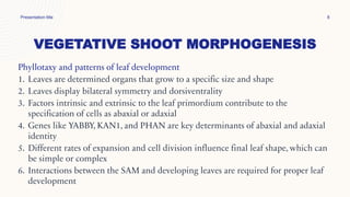 VEGETATIVE SHOOT MORPHOGENESIS
Presentation title 8
Phyllotaxy and patterns of leaf development
1. Leaves are determined organs that grow to a specific size and shape
2. Leaves display bilateral symmetry and dorsiventrality
3. Factors intrinsic and extrinsic to the leaf primordium contribute to the
specification of cells as abaxial or adaxial
4. Genes like YABBY, KAN1, and PHAN are key determinants of abaxial and adaxial
identity
5. Different rates of expansion and cell division influence final leaf shape, which can
be simple or complex
6. Interactions between the SAM and developing leaves are required for proper leaf
development
 