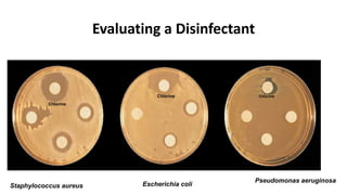 Evaluating a Disinfectant
Chlorine
Chlorine Chlorine
Staphylococcus aureus Escherichia coli
Pseudomonas aeruginosa
 