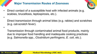Dr .Waseem Safdar Medical Microbiology (MIC-663) NDBS - NUMS
Major Transmission Routes of Zoonoses
• Direct contact of a susceptible host with infected animals (e.g.
scabies, brucellosis, leptospirosis, etc.).
•
Direct transmission through animal bites (e.g. rabies) and scratches
(e.g. cat-scratch fever).
•
Transmission through contaminated animal food products, mainly
due to improper food handling and inadequate cooking practices
(e.g. Salmonella spp., Clostridium perfringens, E. coli, etc.).
 