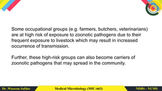 Dr .Waseem Safdar Medical Microbiology (MIC-663) NDBS - NUMS
Some occupational groups (e.g. farmers, butchers, veterinarians)
are at high risk of exposure to zoonotic pathogens due to their
frequent exposure to livestock which may result in increased
occurrence of transmission.
Further, these high-risk groups can also become carriers of
zoonotic pathogens that may spread in the community.
 