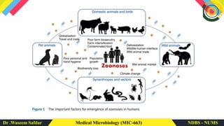 Dr .Waseem Safdar Medical Microbiology (MIC-663) NDBS - NUMS
 