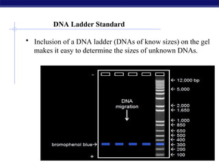 Lecture-9-Gel electrophoresislaboratory technique.pptx