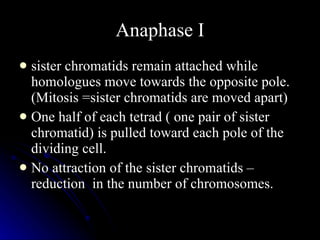 Anaphase I sister chromatids remain attached while homologues move towards the opposite pole. (Mitosis =sister chromatids are moved apart) One half of each tetrad ( one pair of sister chromatid) is pulled toward each pole of the dividing cell. No attraction of the sister chromatids – reduction  in the number of chromosomes. 