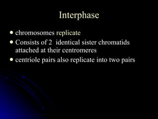 Interphase chromosomes  replicate Consists of 2  identical sister chromatids attached at their centromeres centriole pairs also replicate into two pairs 