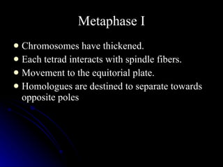 Metaphase I Chromosomes have thickened. Each tetrad interacts with spindle fibers. Movement to the equitorial plate. Homologues are destined to separate towards opposite poles 