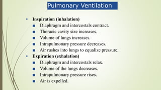 Pulmonary Ventilation
• Inspiration (inhalation)
■ Diaphragm and intercostals contract.
■ Thoracic cavity size increases.
■ Volume of lungs increases.
■ Intrapulmonary pressure decreases.
■ Air rushes into lungs to equalize pressure.
• Expiration (exhalation)
■ Diaphragm and intercostals relax.
■ Volume of the lungs decreases.
■ Intrapulmonary pressure rises.
■ Air is expelled.
 