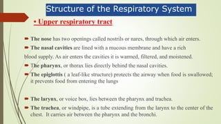  The nose has two openings called nostrils or nares, through which air enters.
 The nasal cavities are lined with a mucous membrane and have a rich
blood supply. As air enters the cavities it is warmed, filtered, and moistened.
 The pharynx, or thorax lies directly behind the nasal cavities.
 The epiglottis ( a leaf-like structure) protects the airway when food is swallowed;
it prevents food from entering the lungs
 The larynx, or voice box, lies between the pharynx and trachea.
 The trachea, or windpipe, is a tube extending from the larynx to the center of the
chest. It carries air between the pharynx and the bronchi.
Structure of the Respiratory System
• Upper respiratory tract
 
