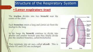 7
The trachea divides into two bronchi near the
center of the chest
Each bronchus enters a lung and carries air from the
trachea to the lung
In the lungs the bronchi continue to divide into
smaller and smaller bronchi unto they finally divide
into the smallest branches, called bronchioles
They terminate into air sacs, called alveoli. This is
where O2 and CO2 are exchanged
Structure of the Respiratory System
• Lower respiratory tract
 