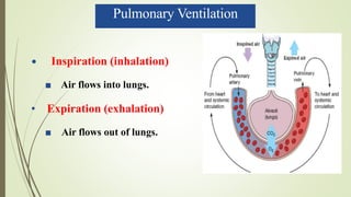 Pulmonary Ventilation
• Inspiration (inhalation)
■ Air flows into lungs.
• Expiration (exhalation)
■ Air flows out of lungs.
 
