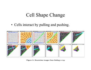 Cell Shape Change
• Cells interact by pulling and pushing.

 