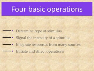 Four basic operations
• Determine type of stimulus
• Signal the intensity of a stimulus
• Integrate responses from many sources
• Initiate and direct operations
 