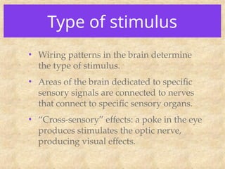 Type of stimulus
• Wiring patterns in the brain determine
the type of stimulus.
• Areas of the brain dedicated to specific
sensory signals are connected to nerves
that connect to specific sensory organs.
• “Cross-sensory” effects: a poke in the eye
produces stimulates the optic nerve,
producing visual effects.
 