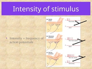 Intensity of stimulus
• Intensity = frequency of
action potentials
 