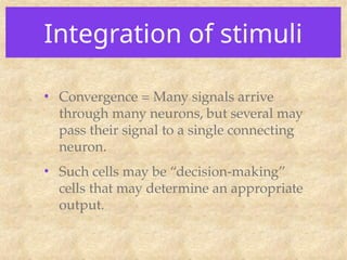 Integration of stimuli
• Convergence = Many signals arrive
through many neurons, but several may
pass their signal to a single connecting
neuron.
• Such cells may be “decision-making”
cells that may determine an appropriate
output.
 