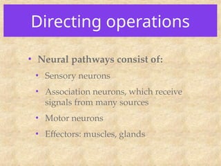Directing operations
• Neural pathways consist of:
• Sensory neurons
• Association neurons, which receive
signals from many sources
• Motor neurons
• Effectors: muscles, glands
 