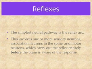 Reflexes
• The simplest neural pathway is the reflex arc.
• This involves one or more sensory neurons,
association neurons in the spine, and motor
neurons, which carry out the reflex entirely
before the brain is aware of the response.
 