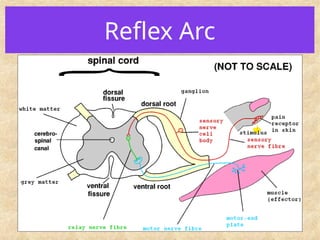 Reflex Arc
 