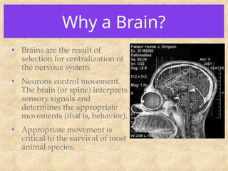 Why a Brain?
• Brains are the result of
selection for centralization of
the nervous system.
• Neurons control movement.
The brain (or spine) interprets
sensory signals and
determines the appropriate
movements (that is, behavior).
• Appropriate movement is
critical to the survival of most
animal species.
 