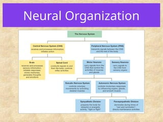 Neural Organization
 