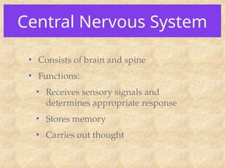 Central Nervous System
• Consists of brain and spine
• Functions:
• Receives sensory signals and
determines appropriate response
• Stores memory
• Carries out thought
 