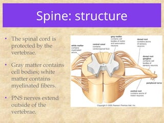 Spine: structure
• The spinal cord is
protected by the
vertebrae.
• Gray matter contains
cell bodies; white
matter contains
myelinated fibers.
• PNS nerves extend
outside of the
vertebrae.
 