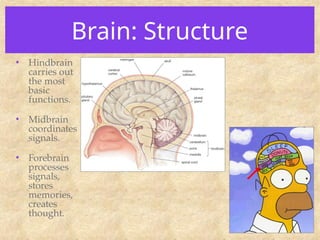 Brain: Structure
• Hindbrain
carries out
the most
basic
functions.
• Midbrain
coordinates
signals.
• Forebrain
processes
signals,
stores
memories,
creates
thought.
 